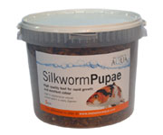 Silkworm